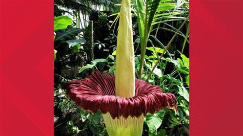 Flower Known For Smelling Like Rotting Flesh Blooming At San Antonio