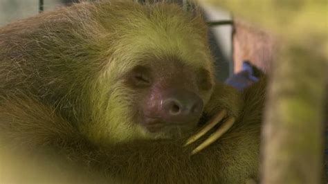 "Sloth Face" Images – Browse 172 Stock Photos, Vectors, and Video ...