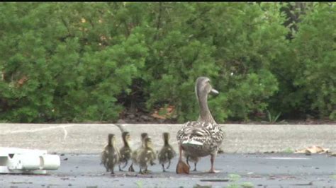 Ducklings Saved After Falling Through Sewer Grate