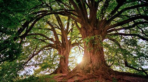 Celebrar o Dia Mundial da Árvore e da Floresta Calendarios Info