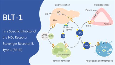 BLT 1 Is A Specific Inhibitor Of The HDL Receptor Scavenger Receptor B