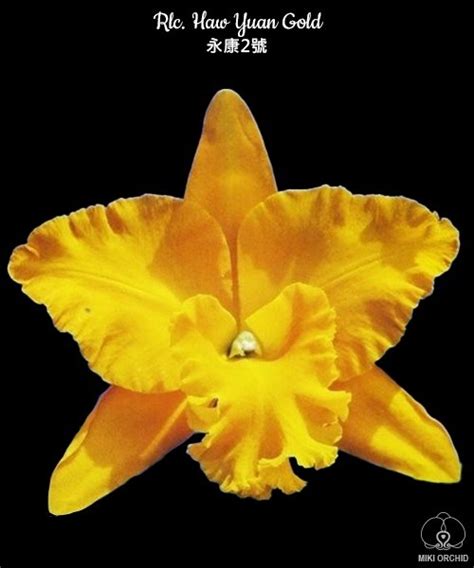 Rlc. Haw Yuan Gold (Орхідея, Каттлеи гибриды) купити в Києві та ...