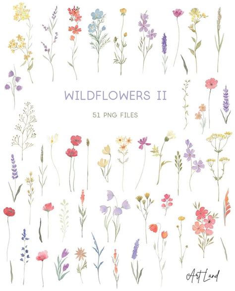 Wildflowers Ii Watercolor Clipart