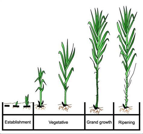 4 Sugarcane Phenological Stages Download Scientific Diagram