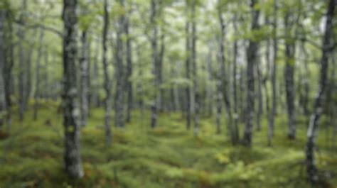 Premium Photo Blur Background Of Sunlight Filtering Through A Dense Green Forest Spate