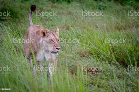 Female Lion Walking In The Grass Stock Photo Download Image Now