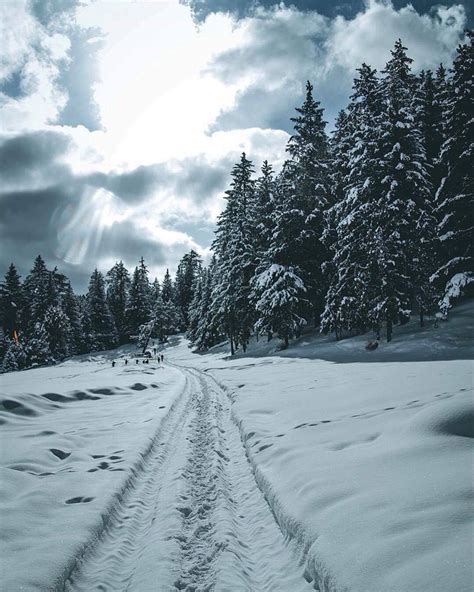 Alpine trees of Naltar Valley covered in thick snow. Naltar is know for ...