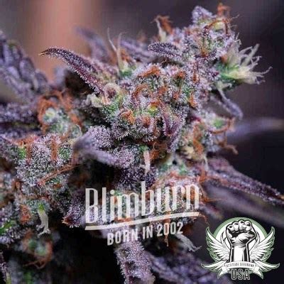 The Attitude Seedbank Blimburn Seeds Blackberry Moonrocks