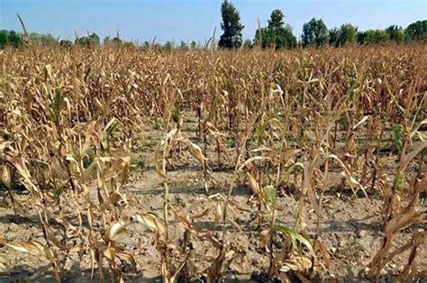 Por La Sequ A Declaran Emergencia Agropecuaria En La Pampa El