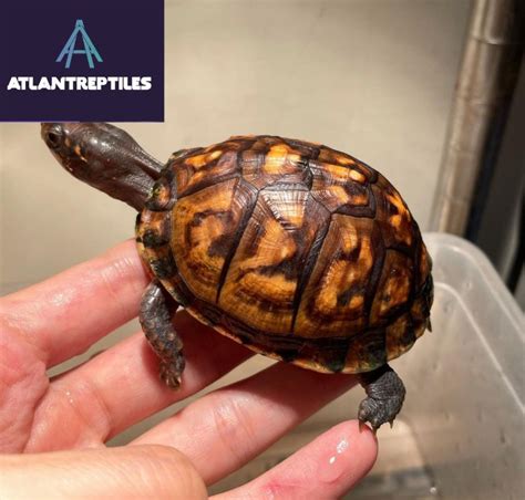 Eastern Box Turtles For Sale Very Cheap And Wholesale Price Atlant