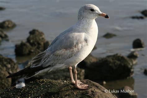 Boom Chachalaca: Gull Watching: Ring-billed Gull