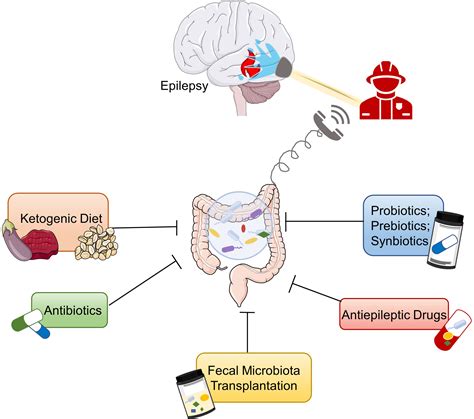 Frontiers Microbiotagutbrain Axis And Epilepsy A Review On