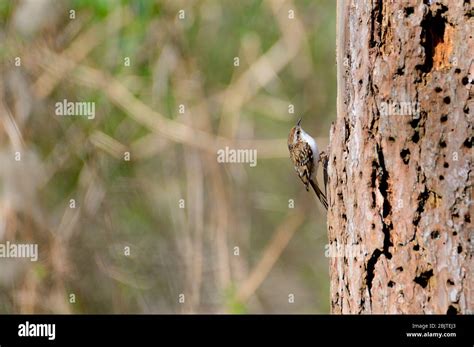 Woodpecker Tree Holes Uk Hi Res Stock Photography And Images Alamy