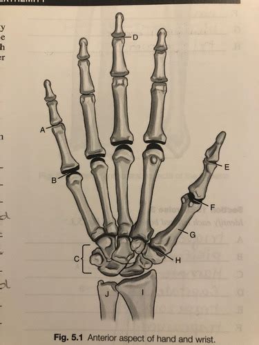 Upper Extremities Anatomy Ch 5 Flashcards Quizlet