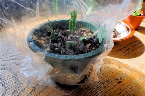 How To Propagate Christmas Cactus From Cuttings Gardeners Path