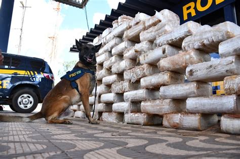 Prf Realiza Grande Apreensão De Pasta Base De Cocaína Em Rondonópolis