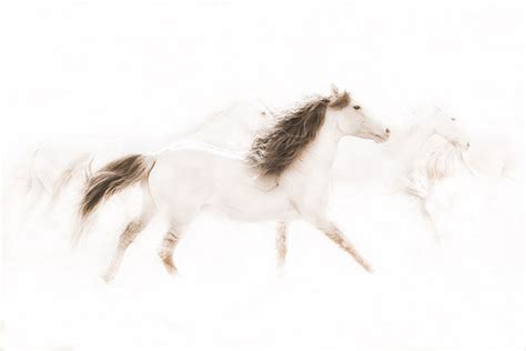 The Mustangs Horse Art Prints By Robert Dawson