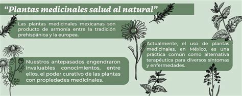 Fichas De Plantas Medicinales 2024 ️ Descarga 100 Gratuita