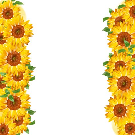 New Frame Of Sunflowers Sun Flowers Sunflower Flower Isolated Png