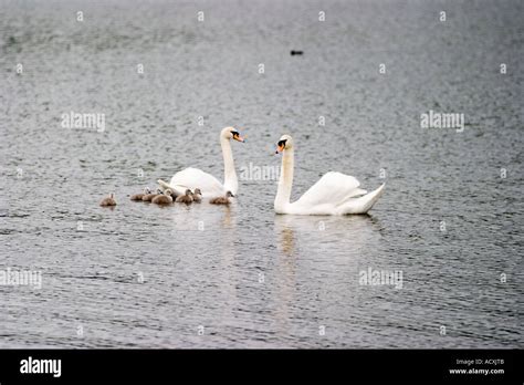 White swans protect cygnets in Richmond park before male swan lethally
