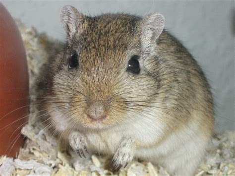 Gerbils Gerbils Photo 9610272 Fanpop