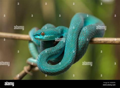 Blue Insularis Snake Trimeresurus Insularis White Lipped Island Pit