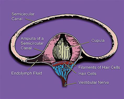 Keeping Our Balance Our Vestibular System Reflects Evolution From Sea To Land Neuroscience News