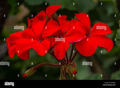 Flor De Geranio Rojo Fotografías E Imágenes De Alta Resolución Alamy