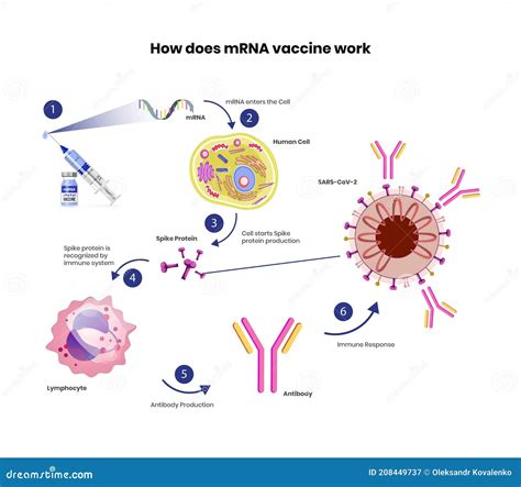 mrna vaccine schematic illustration coronavirus vaccine mechanism