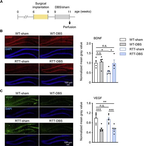 Forniceal Deep Brain Stimulation In A Mouse Model Of Rett Syndrome