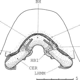 Dorsal View Of The Chondrocranium Mandibular Hyoid And Branchial