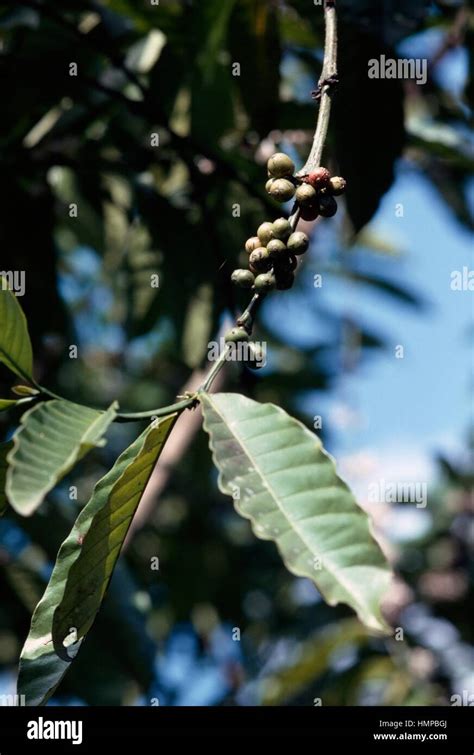 Arabian Coffee Tree Coffea Arabica Hi Res Stock Photography And Images