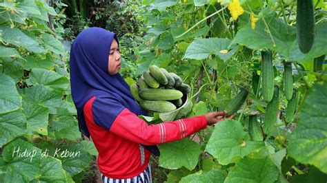 Panen Timun Super Masak Acar Timun Khas Pedesaan Yang Nikmat Banget