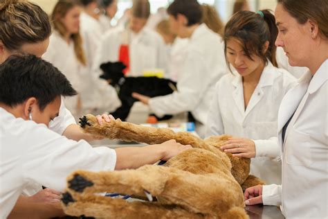 New Vet Curriculum Boosts Clinical Hands On Training Wcvm Today