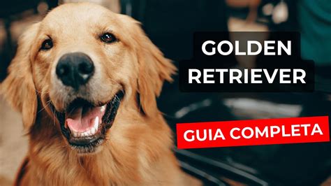 Gu A Completa Del Golden Retriever Caracter Sticas Cuidados Y