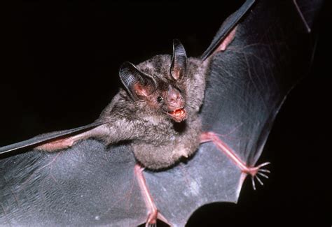 Fruit-eating Bat Photograph by Dr Morley Read