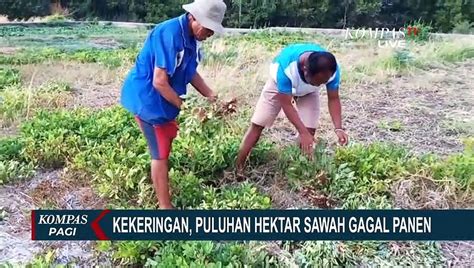 Kekeringan Puluhan Hektar Sawah Dan Kebun Alami Gagal Panen Di Ntt