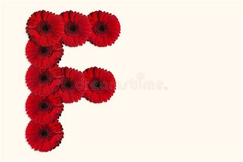 Letter F Daisy Flower Alphabet On Isolated Background Decorative