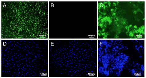 Immunofluorescent Staining Of Albumin A B Albumin Staining In