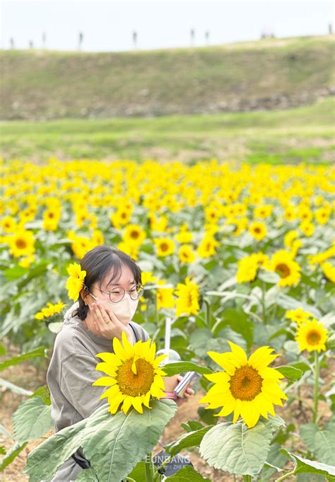 연천 호로고루 통일바라기 축제 후기 연천 장남 해바라기 축제 다녀왔어요 네이버 블로그