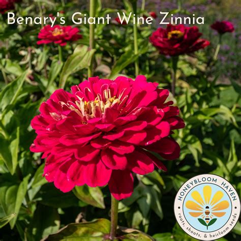 Benary's Giant Wine Zinnia – Honeybloom Haven