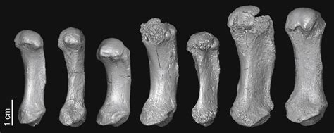 Human Evolution Thumbs Up For Efficiency Current Biology