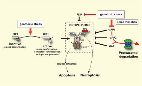 The Ripoptosome A Signaling Platform That Assembles In Response To