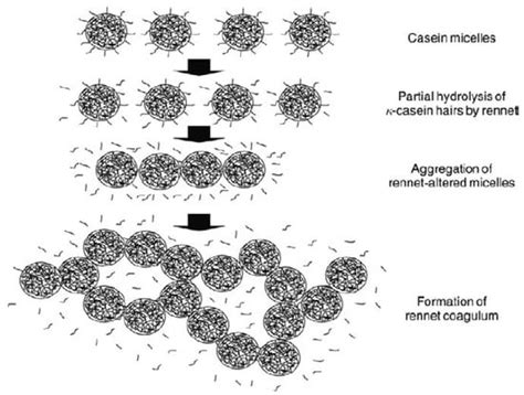 Foods Free Full Text Rennet Induced Casein Micelle Aggregation