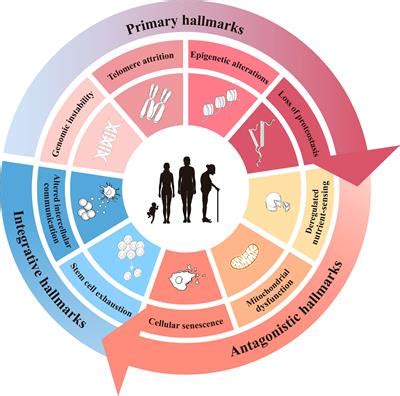 Frontiers Aging Conundrum A Perspective For Ovarian Aging