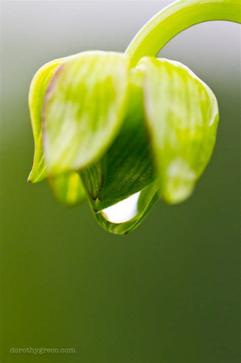 Macro photography of water drops