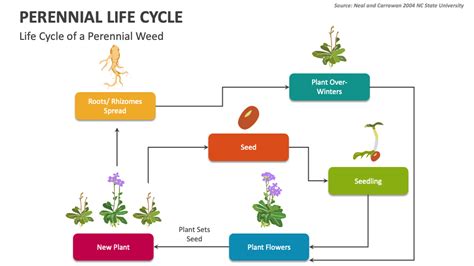 Biennial Plants Life Cycle