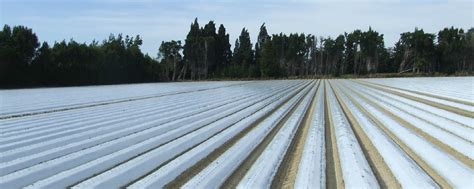 Manta térmica agrícola todo lo que necesitas saber Todo para mi huerto