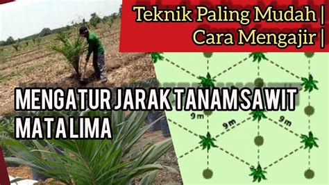 Tips Mudah Cara Pancang Tanam Sawit Mata Lima Jarak Tanam X M