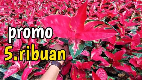 Paket Aglonema Terbaru Harga Cuma Ribuan Youtube